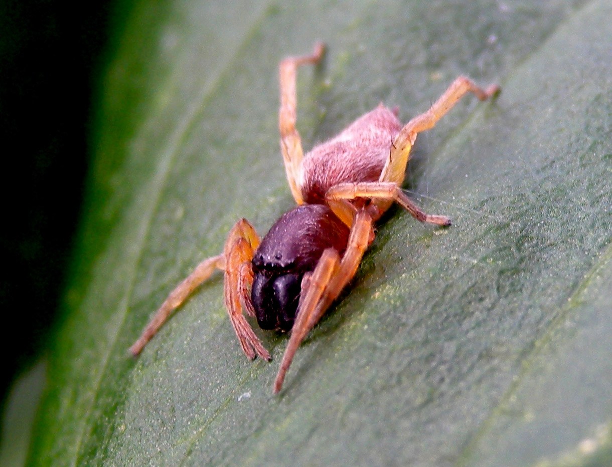 Clubiona sp.